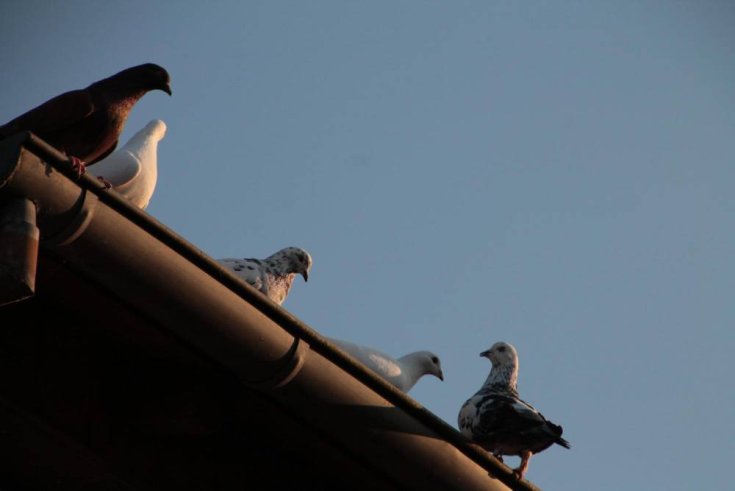 How to Keep Birds Out of Gutters